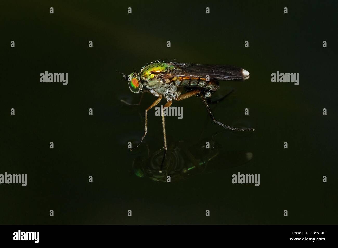 Grüne langbeinige Fly Stockfoto
