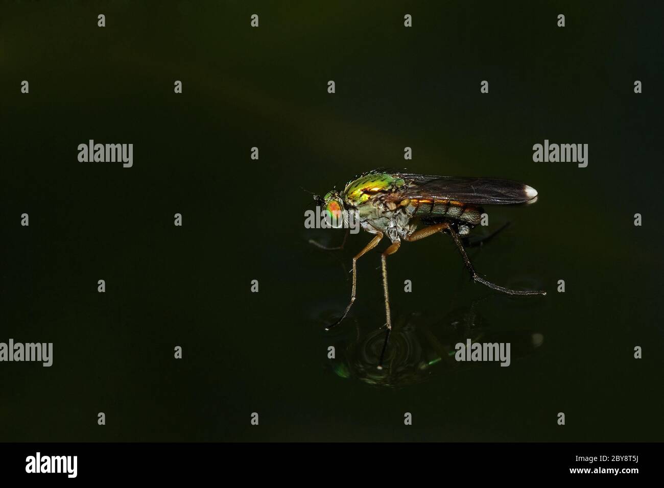 Grüne langbeinige Fly Stockfoto