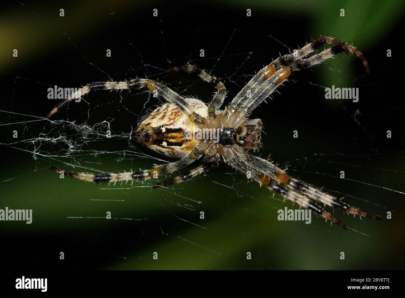 Ansicht von unten einer Spinne Stockfoto