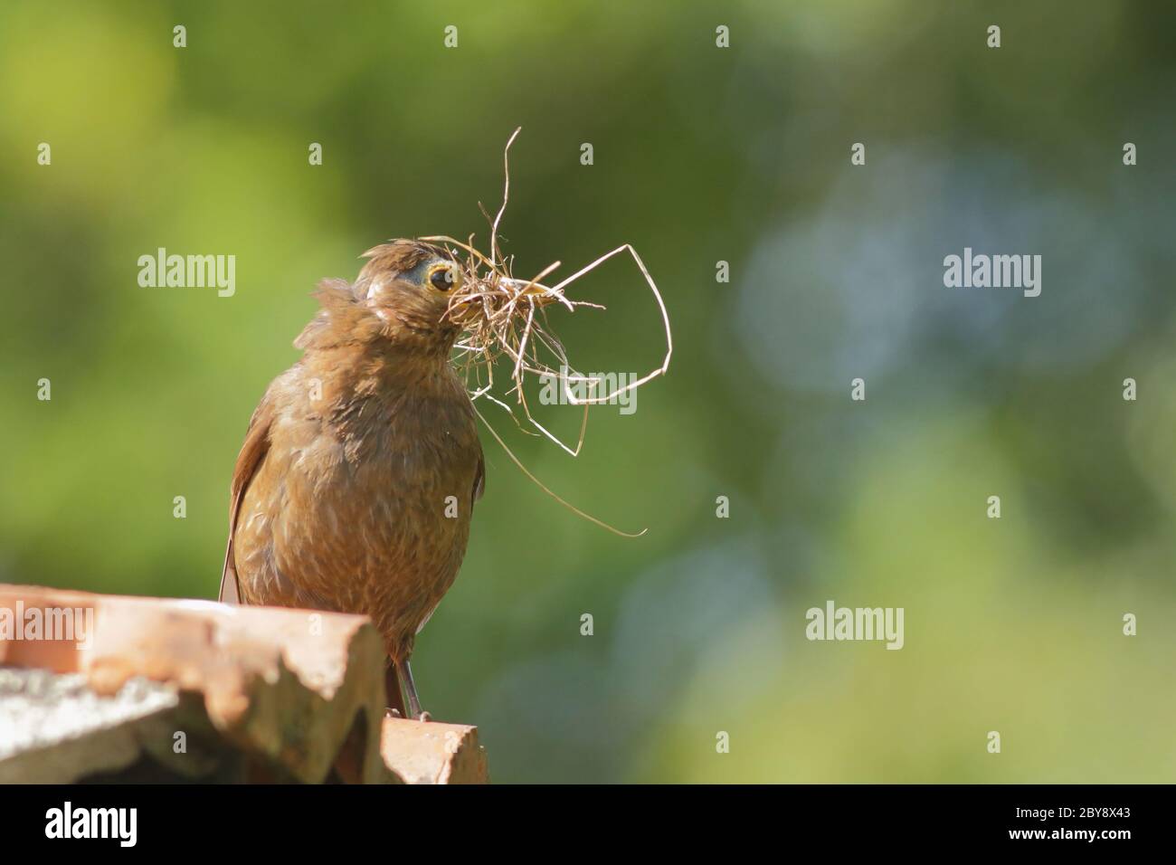 Amsel hält getrocknetes Gras im Schnabel Stockfoto