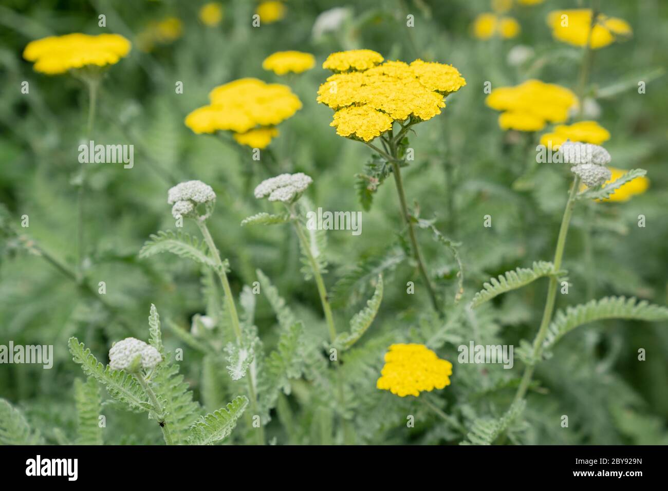 Goldplatte (Achillea filipendulina) Stockfoto