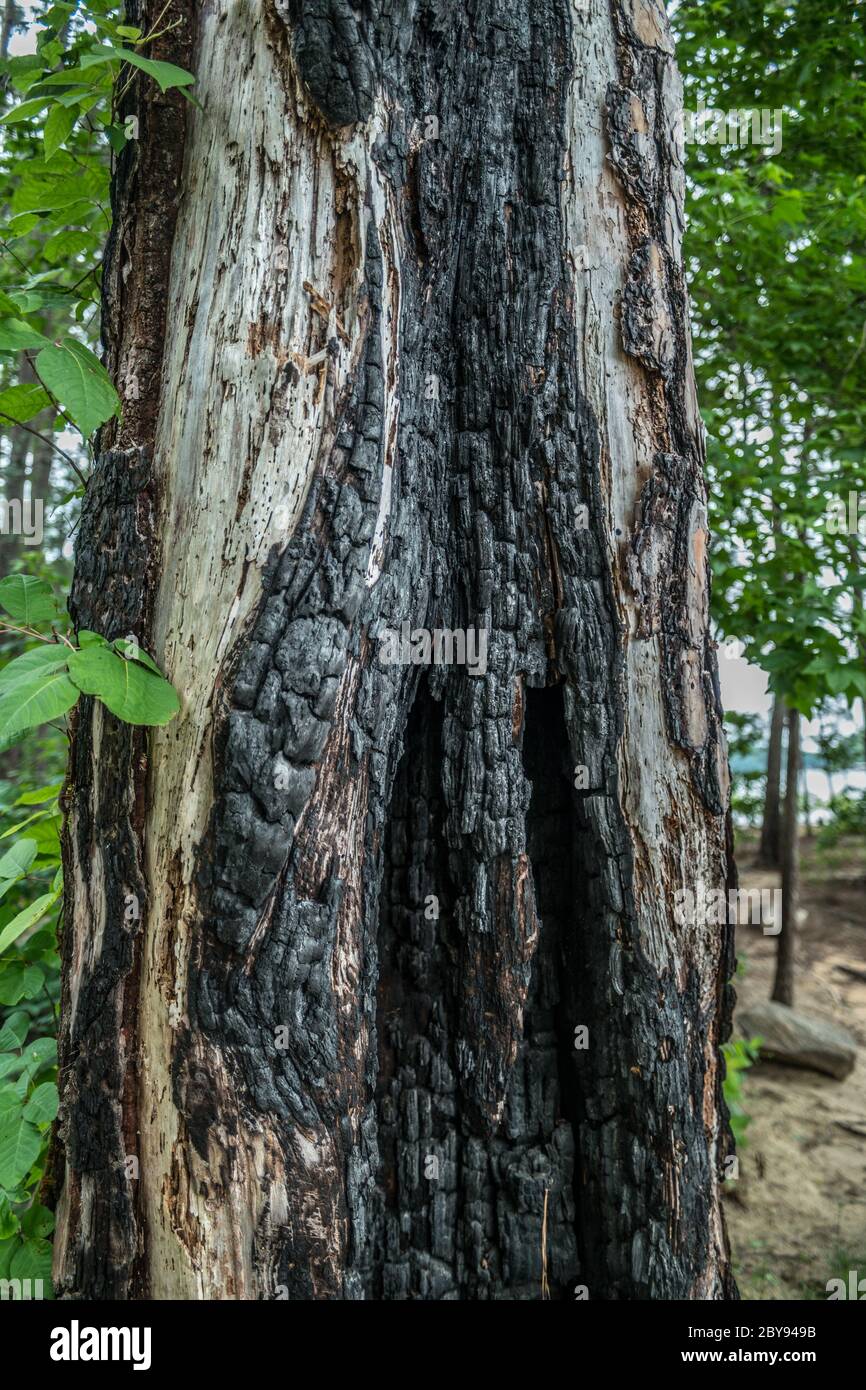 Ein großer einzelner Baum brannte aus Feuer, vielleicht aus Blitzschlag oder absichtlich einen geöffneten schwarzen Hole verlassen Stockfoto