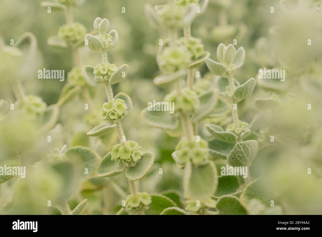 Falsche Dittanie oder griechisch Horebound (Ballota psuedodictamnus) Stockfoto