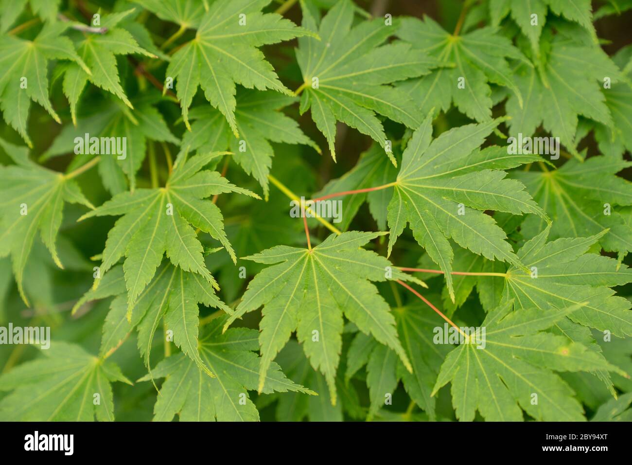 Japanischer Ahorn (Acer palmate) Blätter Stockfoto