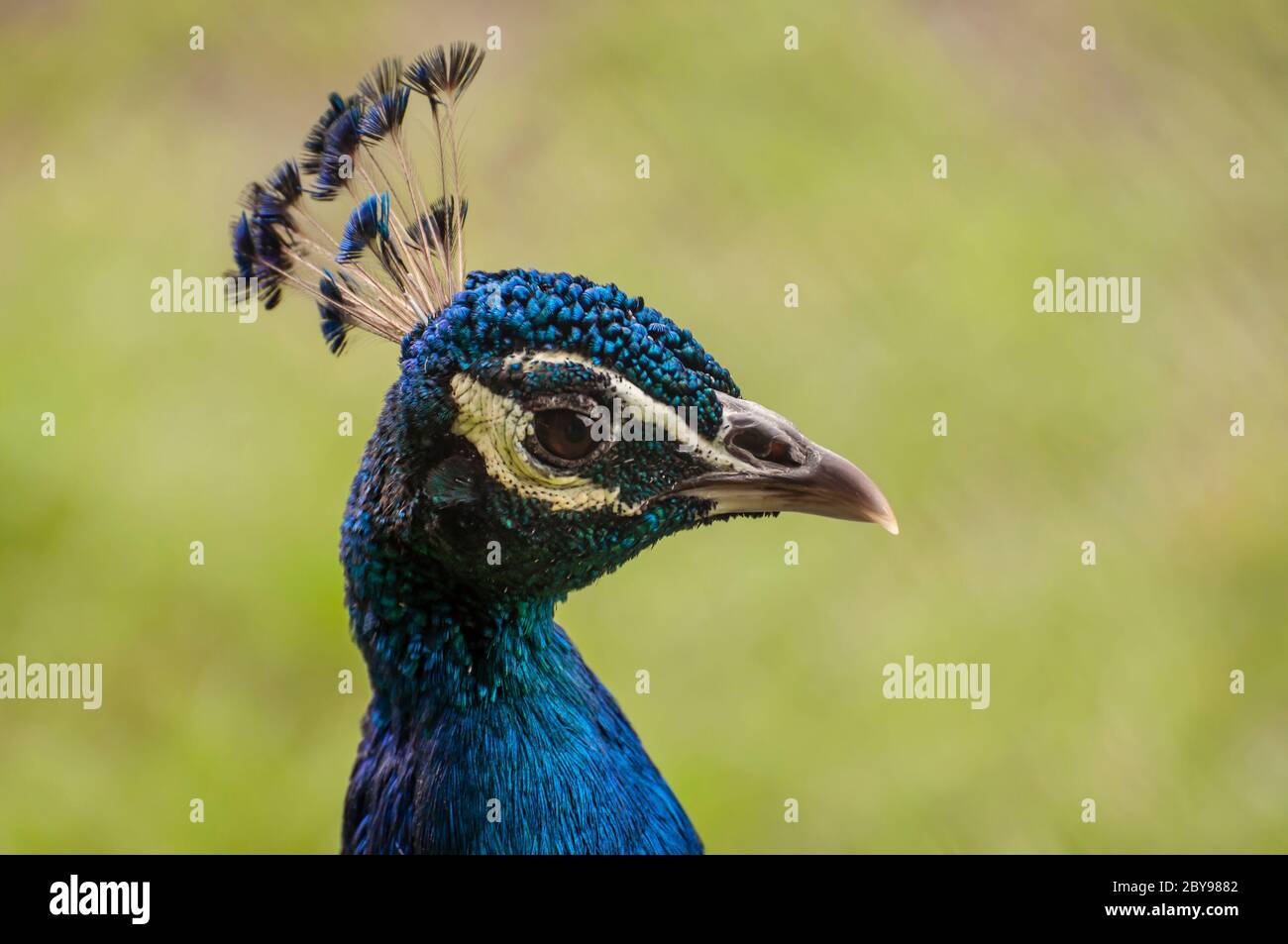 Optimistische Gelegenheit, wilde Tiere einzufangen. Stockfoto