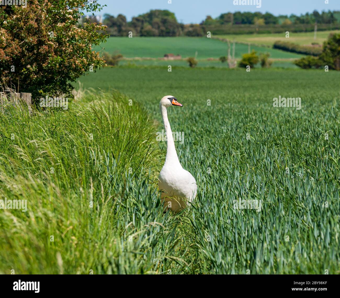 Männlicher stummer Schwan, Cygnus olor, Spaziergang durch Weizenfeld, East Lothian, Schottland, Großbritannien Stockfoto