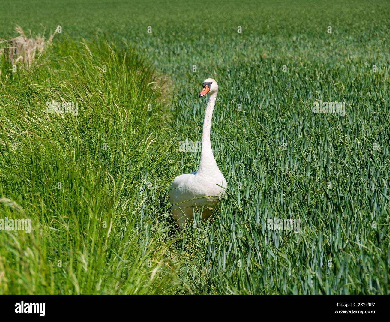 Männlicher stummer Schwan, Cygnus olor, Spaziergang durch Weizenfeld, East Lothian, Schottland, Großbritannien Stockfoto