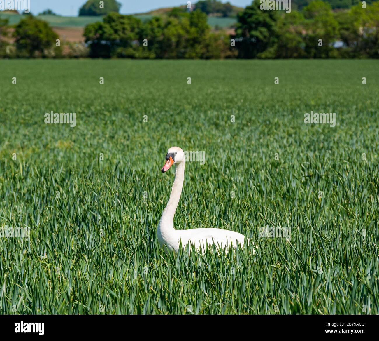 Männlicher stummer Schwan, Cygnus olor, Spaziergang durch Weizenfeld, East Lothian, Schottland, Großbritannien Stockfoto