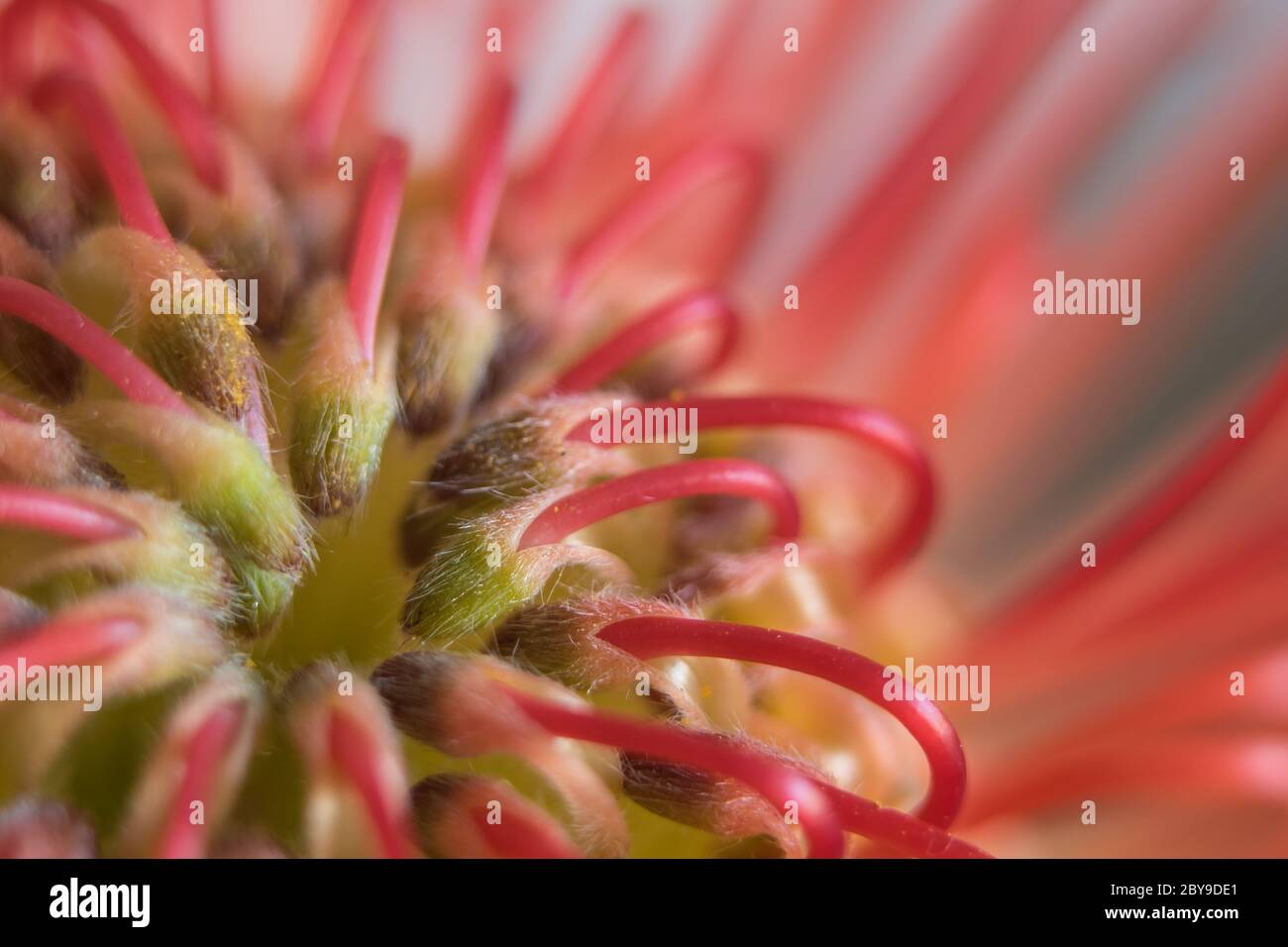 Makro-Opname van een Rode protea-bloem. Stockfoto