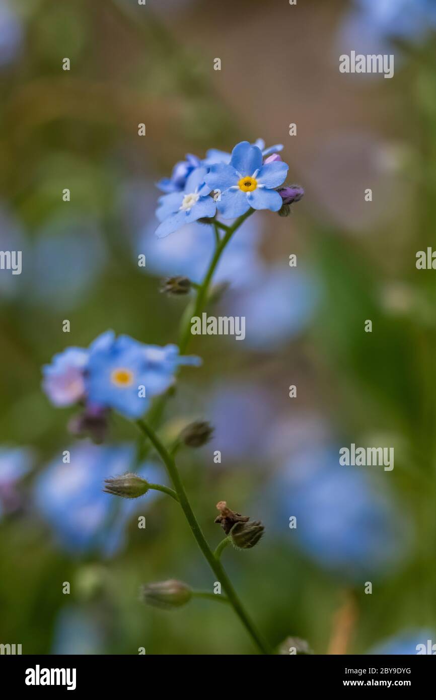 Wasser vergessen-mich-nicht, Myosotis scorpioides, eine eingeschleppte Art wild geworden und blühend in Canadian Lakes in Zentral Michigan, USA Stockfoto