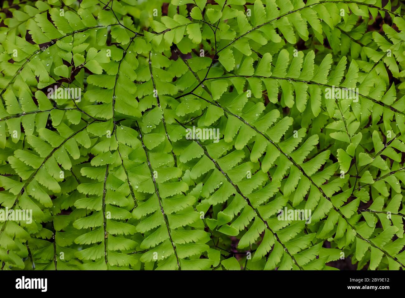 Nördliches Maidenhair Fern, Adiantum pedatum, in kanadischen Seen im Zentrum von Michigan, USA Stockfoto