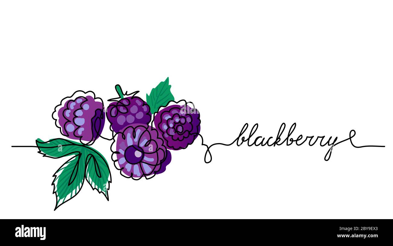 Brombeere, Brombeere, Dewberry, Vektorfarbe Illustration, Hintergrund. Schwarze Beerenzeichnung für Etikettendesign. Eine durchgehende Linienzeichnung der Bramble mit Stock Vektor