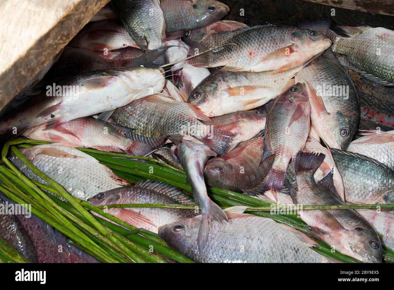 Die Gemeinde Kasenyi, eine Enklave im Queen Elizabeth National Park in Uganda, lebt vom Fischen auf dem George Lake. Stockfoto
