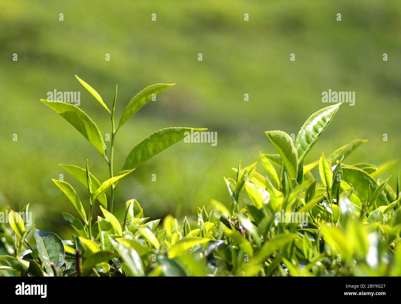 Teepflanzen Stockfoto