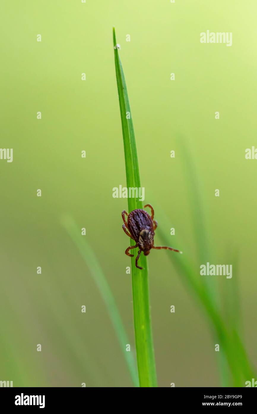 American Dog Tick, Dermacentor variabilis, wartet auf Beute entlang der Spur im Juni in Loda Lake Wildflower Sanctuary, Huron-Manistee National Forest, niedrig Stockfoto