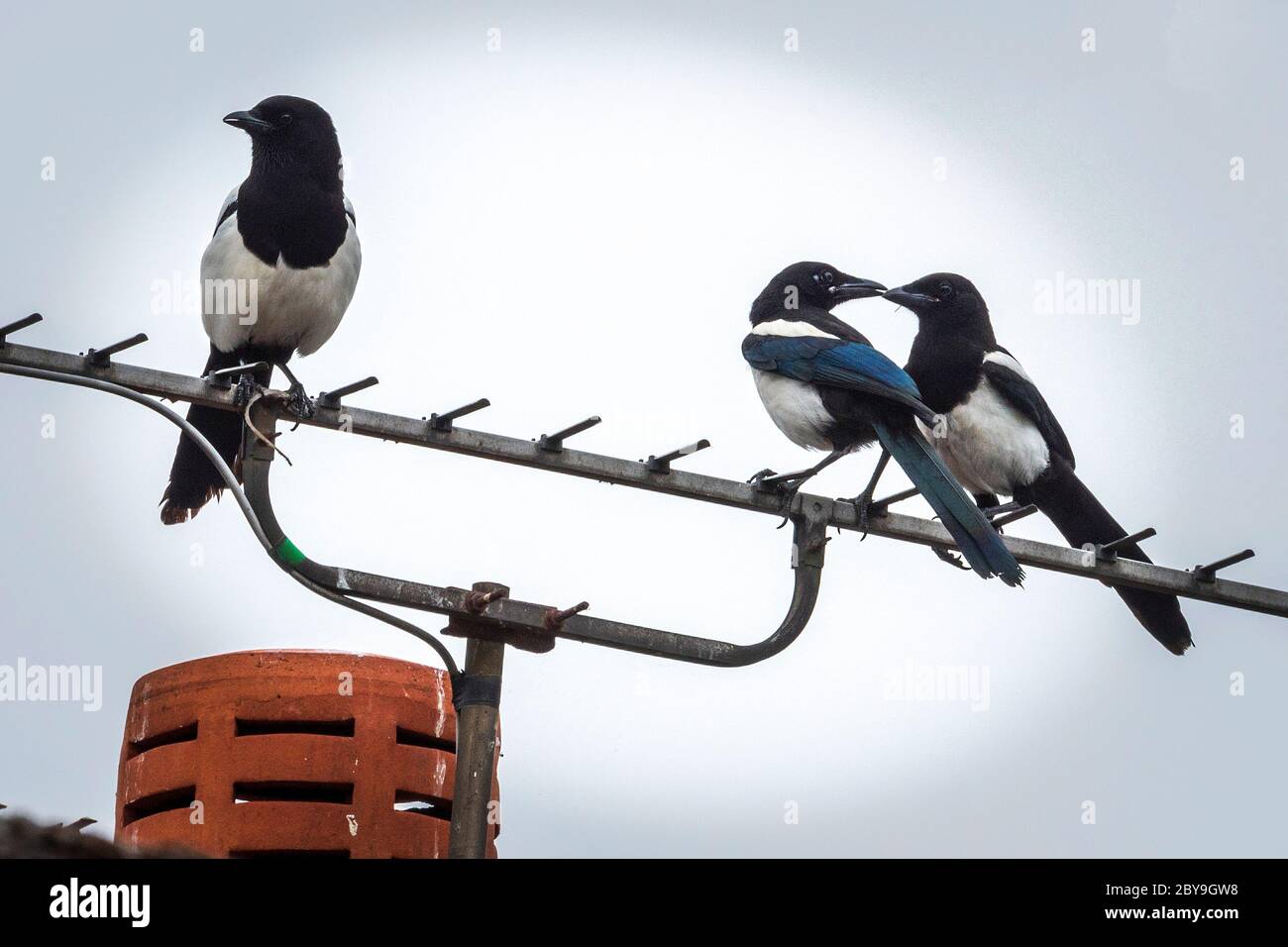 Eine Familie von Magpies Eltern anf youn ruht auf einer Fernsehantenne. Stockfoto