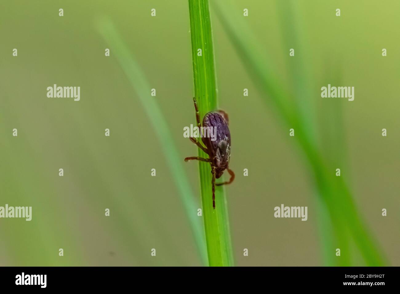 American Dog Tick, Dermacentor variabilis, wartet auf Beute entlang der Spur im Juni in Loda Lake Wildflower Sanctuary, Huron-Manistee National Forest, niedrig Stockfoto