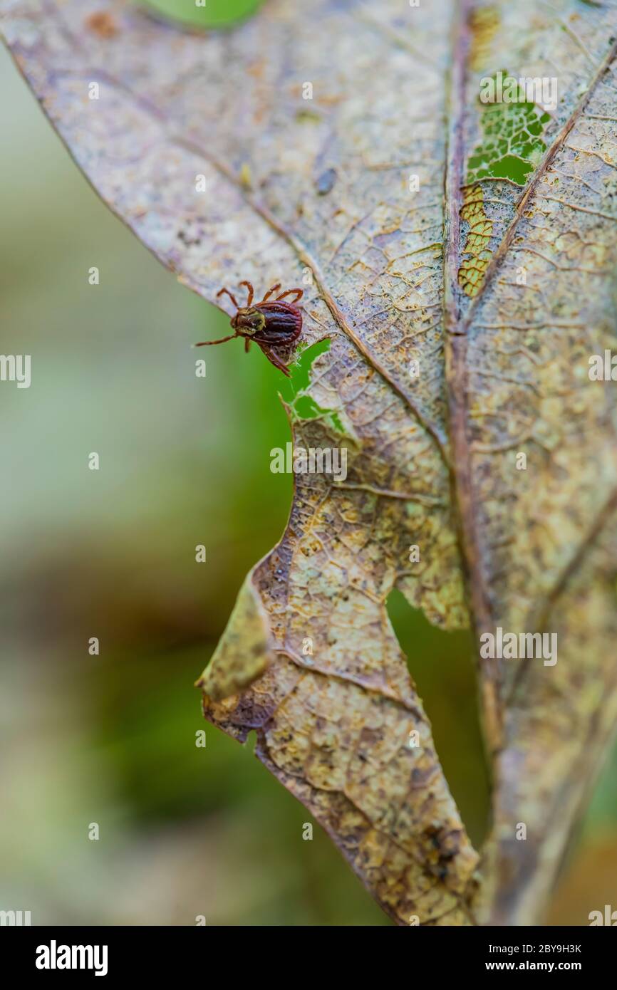 American Dog Tick, Dermacentor variabilis, auf gefallener Eiche Blatt entlang Trail im Juni in Loda Lake Wildflower Sanctuary, Huron-Manistee National Forest, l Stockfoto