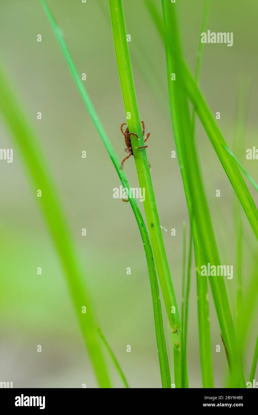 American Dog Tick, Dermacentor variabilis, wartet auf Beute entlang der Spur im Juni in Loda Lake Wildflower Sanctuary, Huron-Manistee National Forest, niedrig Stockfoto