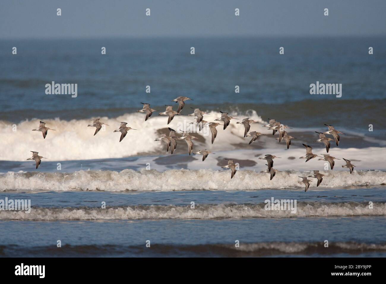 Bartschwanzgottwits, Limosa lapponica, eine Gruppe von Erwachsenen im Wintergefieder, die über Meer fliegen, Titchwell, Norfolk, Großbritannien. Stockfoto