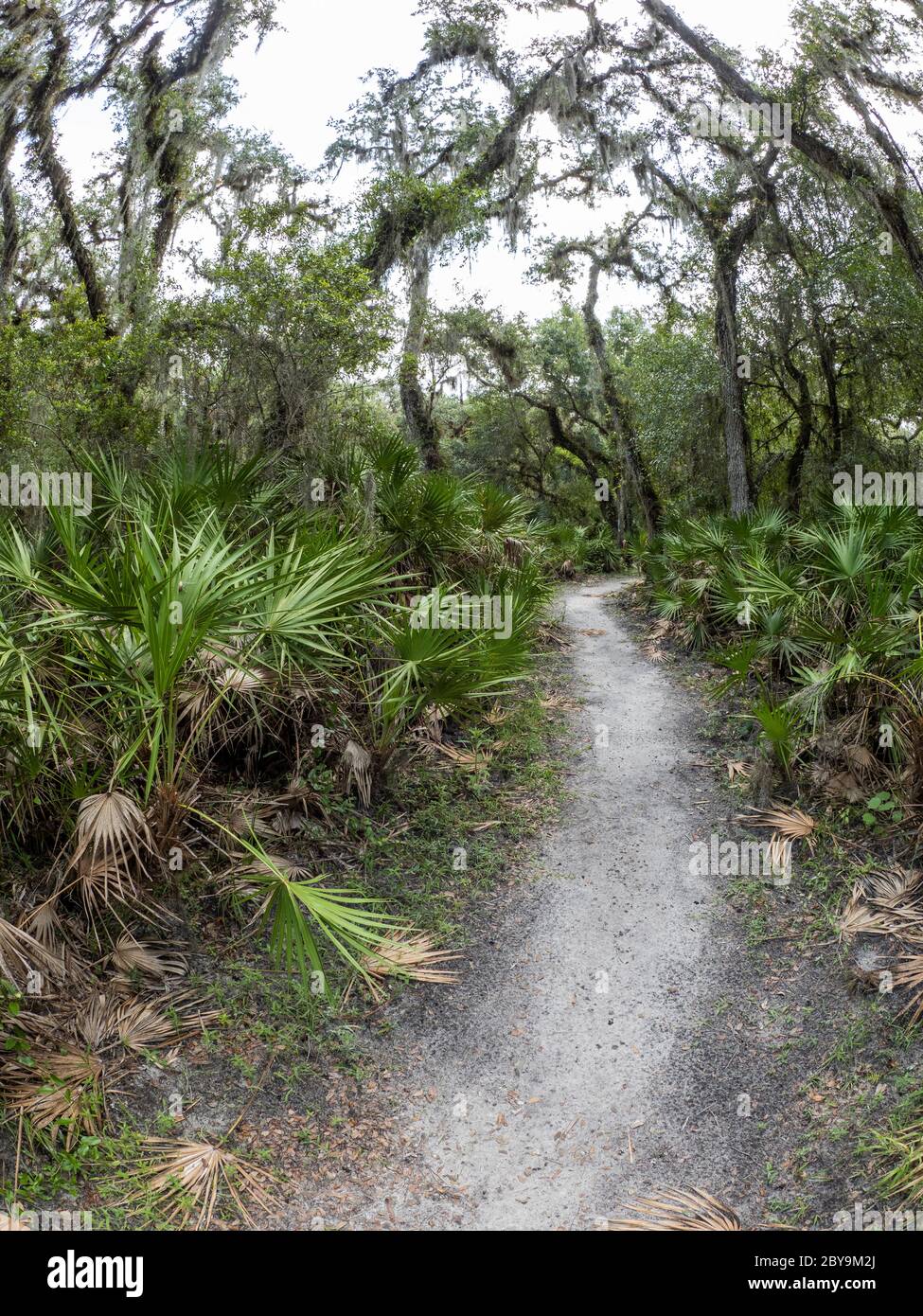 Wandern Sie im William S Boylston Nature Trail Gebiet im Myakka River State Park in Sarasota Florida in den Vereinigten Staaten Stockfoto