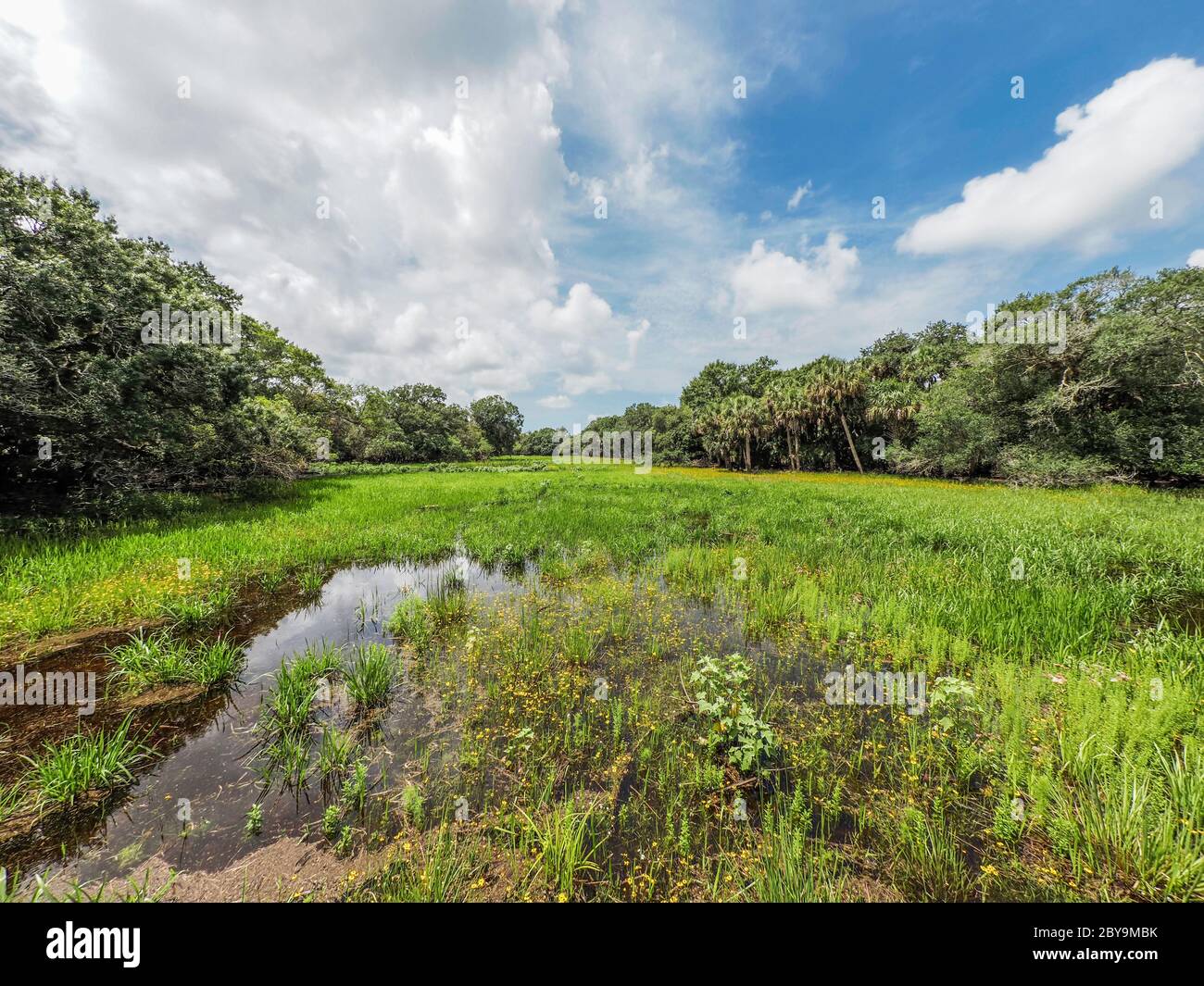 Feuchtgebiete auf dem William S Boylston Nature Trail im Myakka River State Park in Sarasota Florida in den Vereinigten Staaten Stockfoto