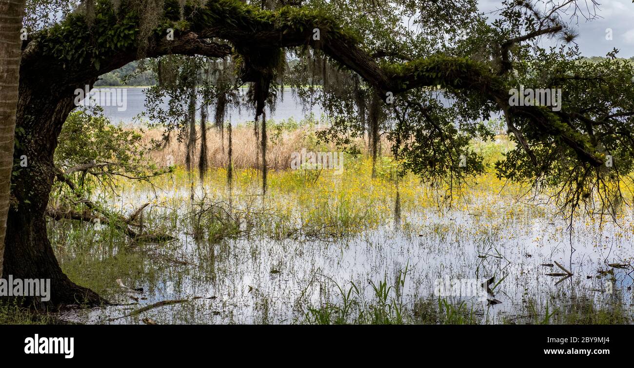 Yellow Coreopsis, allgemein bekannt als Tickseed Wildblumen im Myakka River State Park in Sarasota Florida in den Vereinigten Staaten Stockfoto