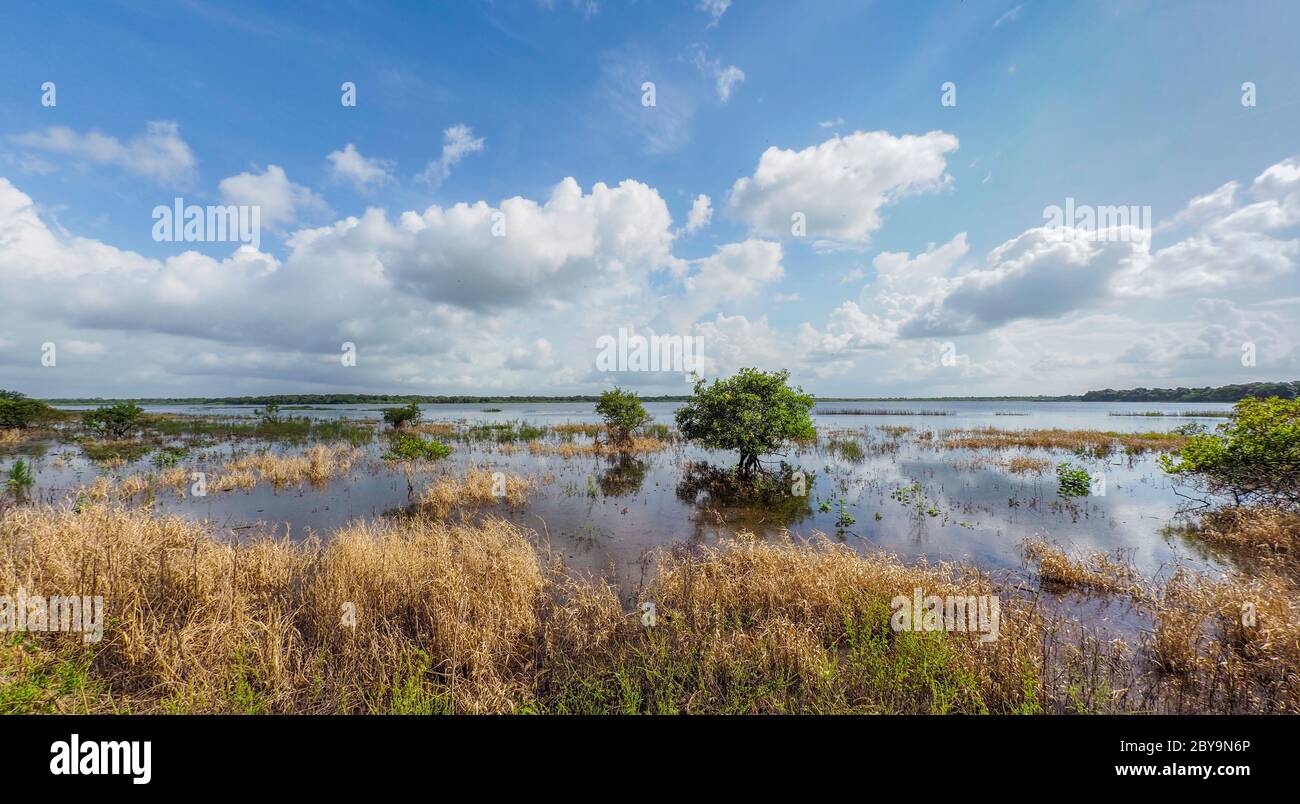 Oberer Myakker See im Myakka River State Park in Sarasota Florida in den Vereinigten Staaten Stockfoto