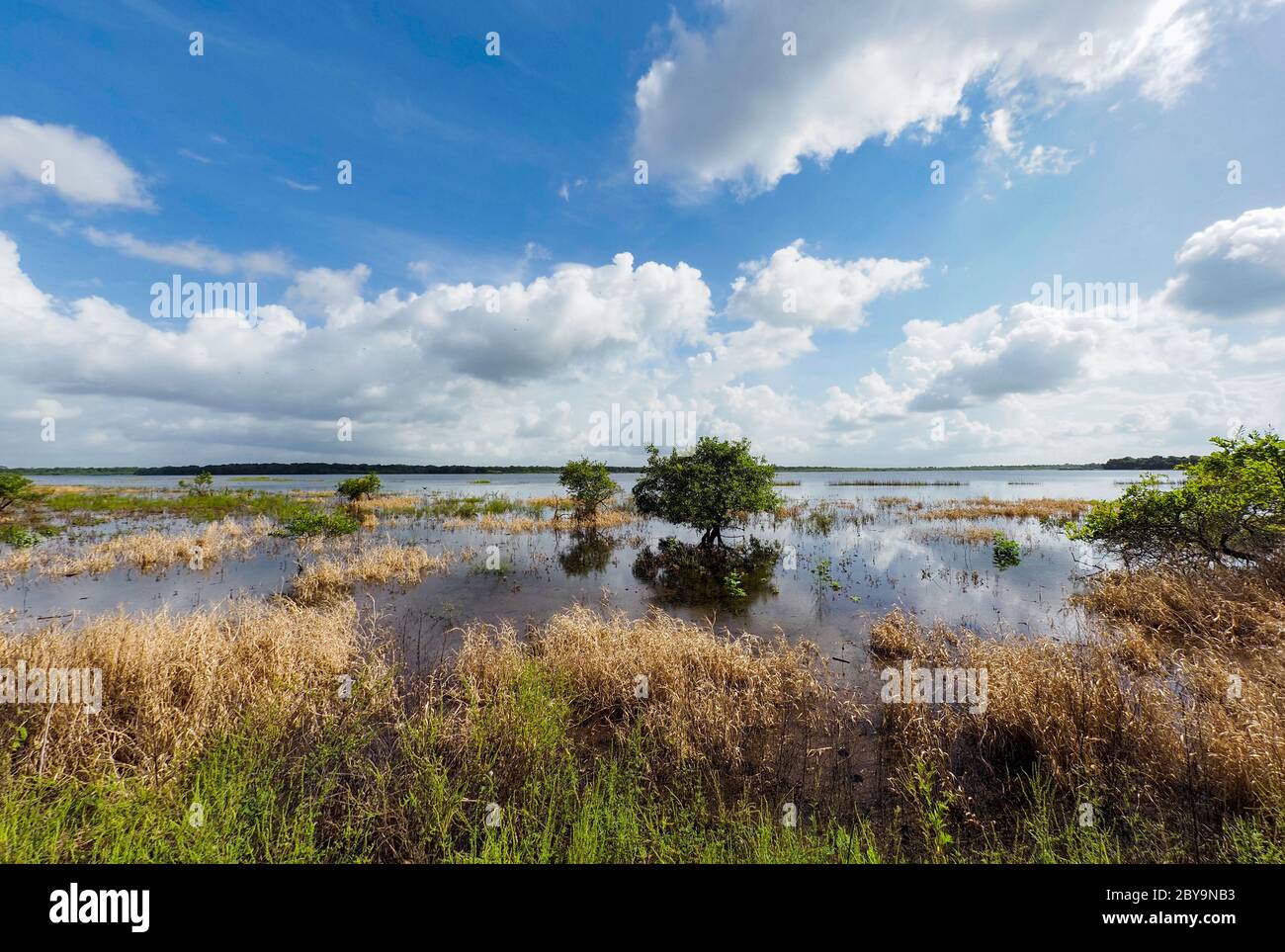 Oberer Myakker See im Myakka River State Park in Sarasota Florida in den Vereinigten Staaten Stockfoto