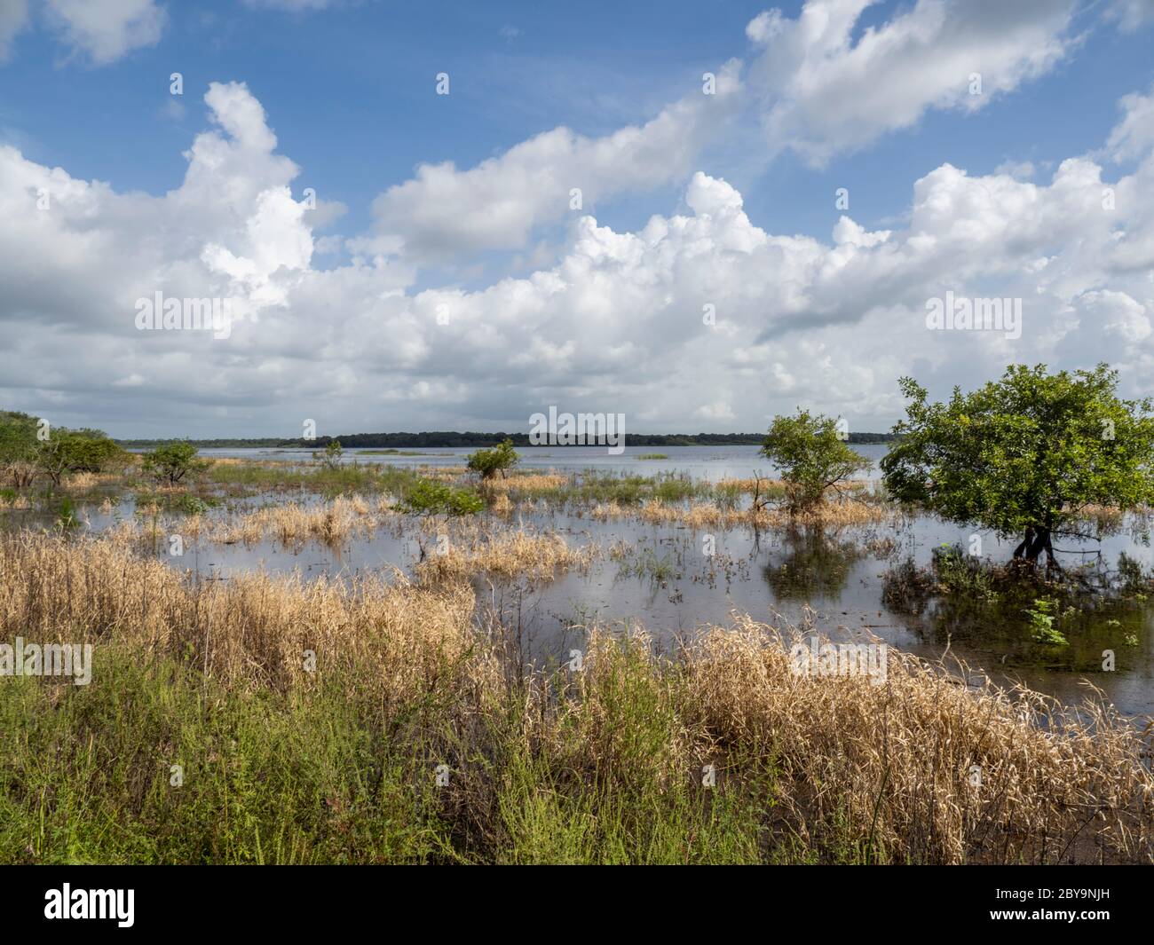 Oberer Myakker See im Myakka River State Park in Sarasota Florida in den Vereinigten Staaten Stockfoto