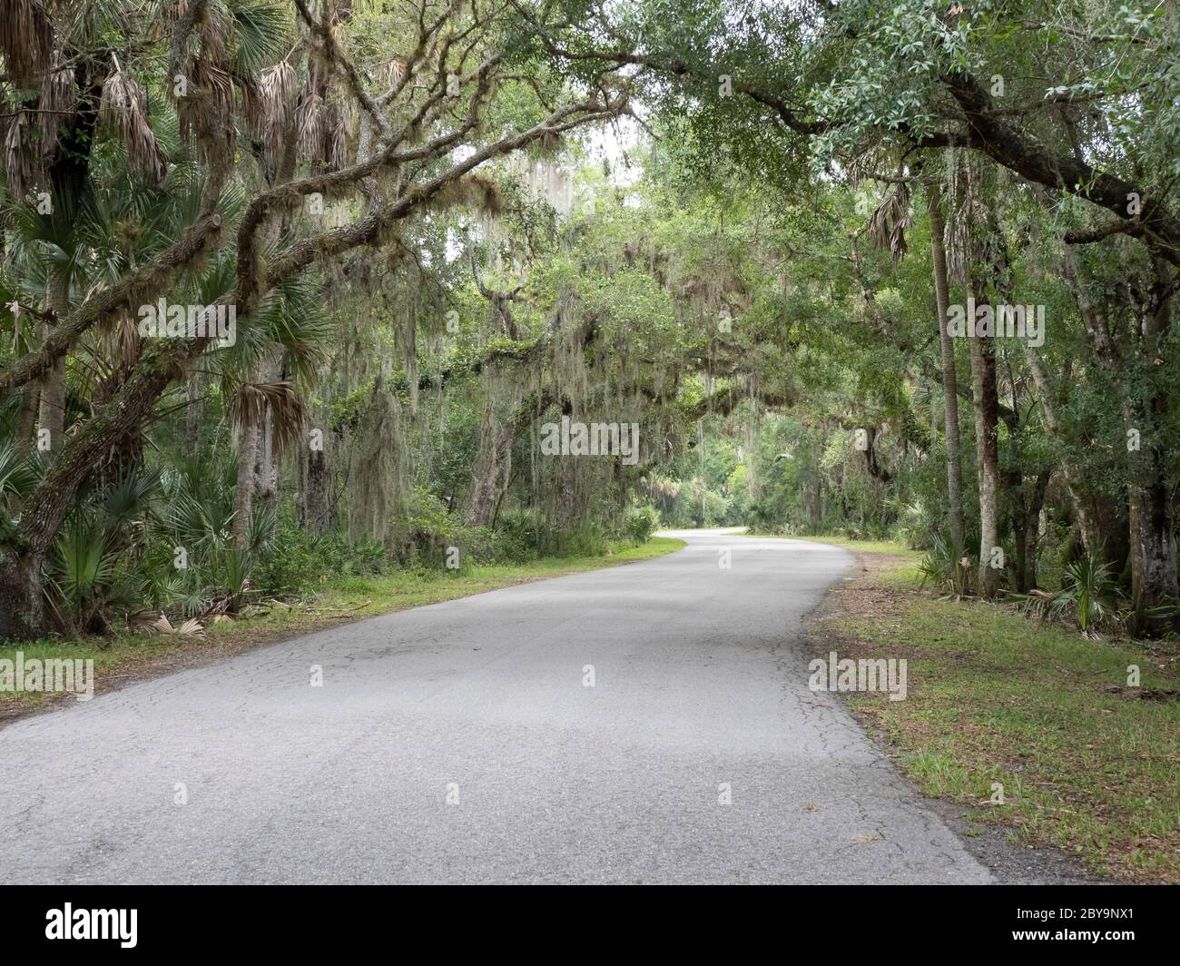 Straße durch Live Oak Trees im Myakka River State Park in Sarasota Floridain den Vereinigten Staaten Stockfoto