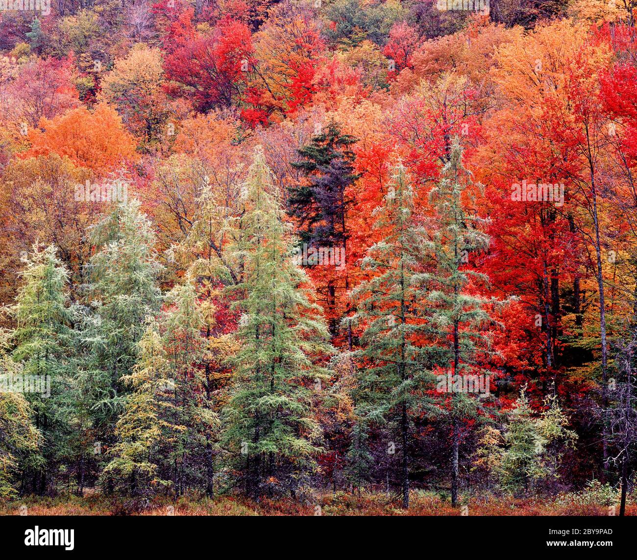 Herbstfärbung in den Adirondack Mountains im Bundesstaat New York Stockfoto