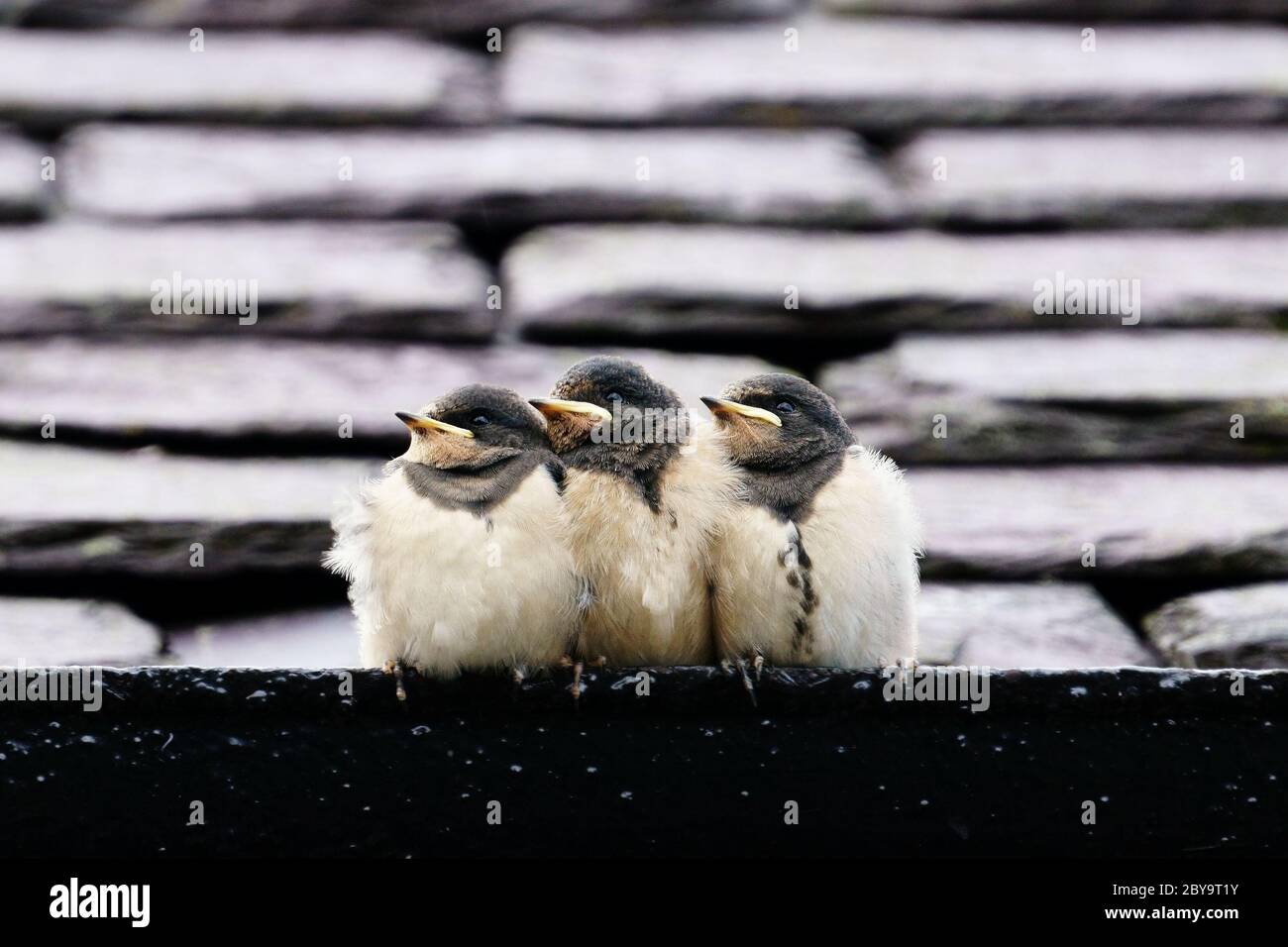 Drei kleine Vögel warten auf die Eltern Stockfoto