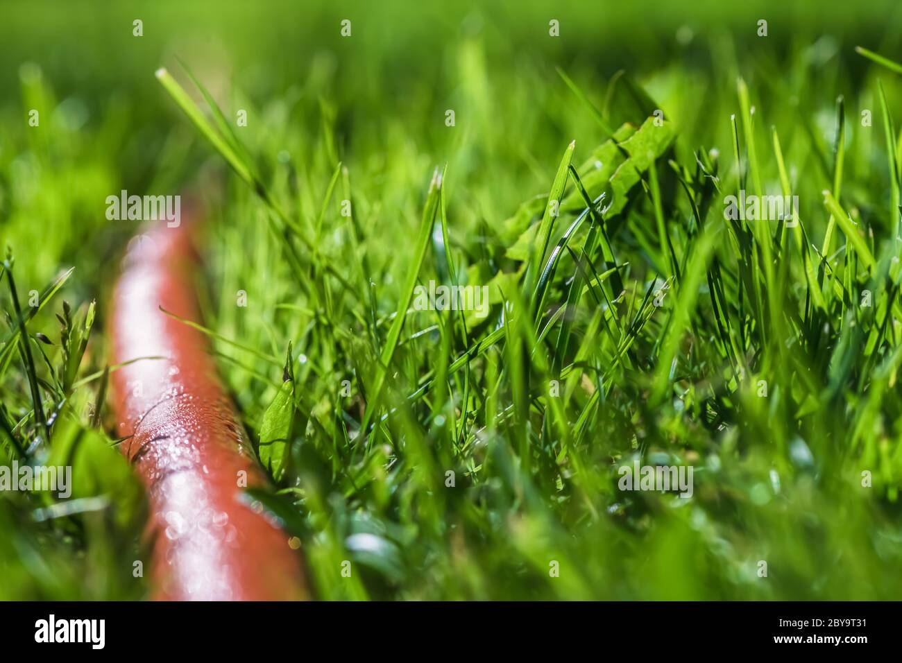 Garten. Orangenschlauch im Gras. Bewässerungsanlagen. Kopierraum Stockfoto