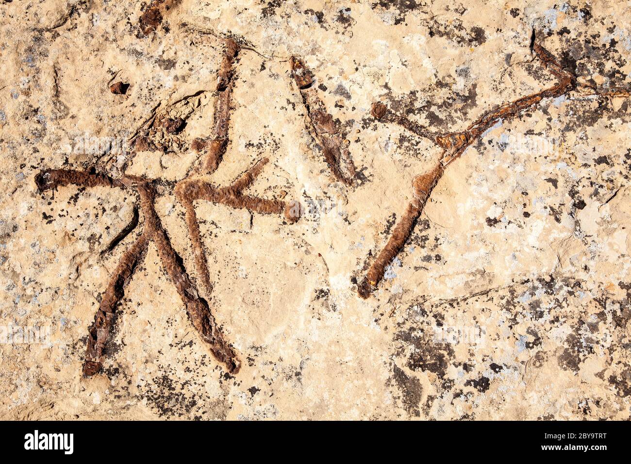 NM00590-00...NEW MEXICO -Fossile Formationen alter Garnelen Höhlen entlang des Pueblo Alto Trail im Chaco Culture National Historic Park. Stockfoto