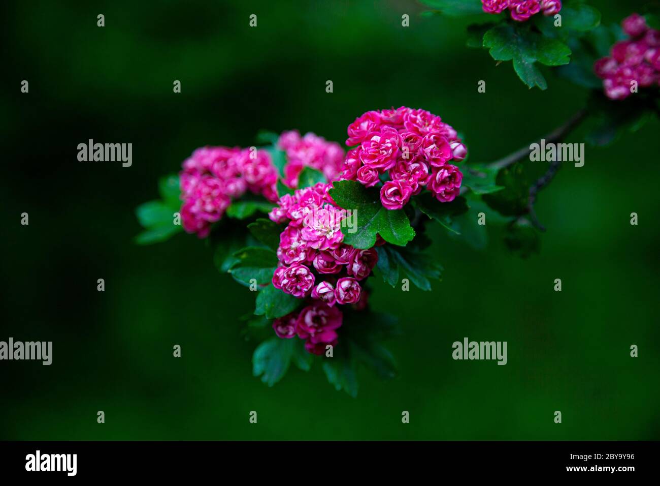 Weißdorn Heilpflanze. Rosa Blüten auf einem blühenden Zweig. Wunderschöne Blume. Natürlicher Hintergrund. Stockfoto