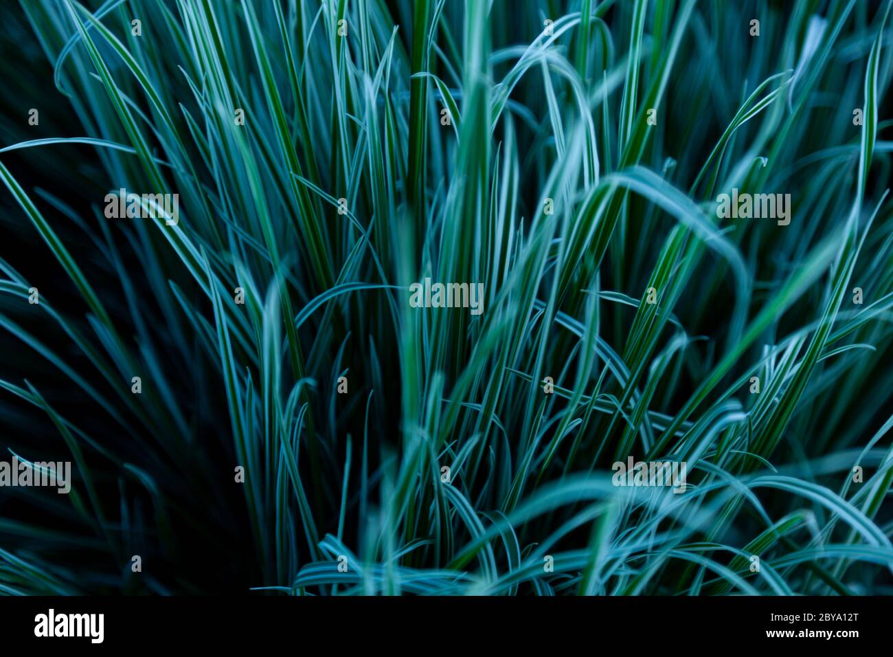 Grüner Gras Hintergrund. Natur, grün, schöne grasbewachsene Tapete. Muster. Stockfoto