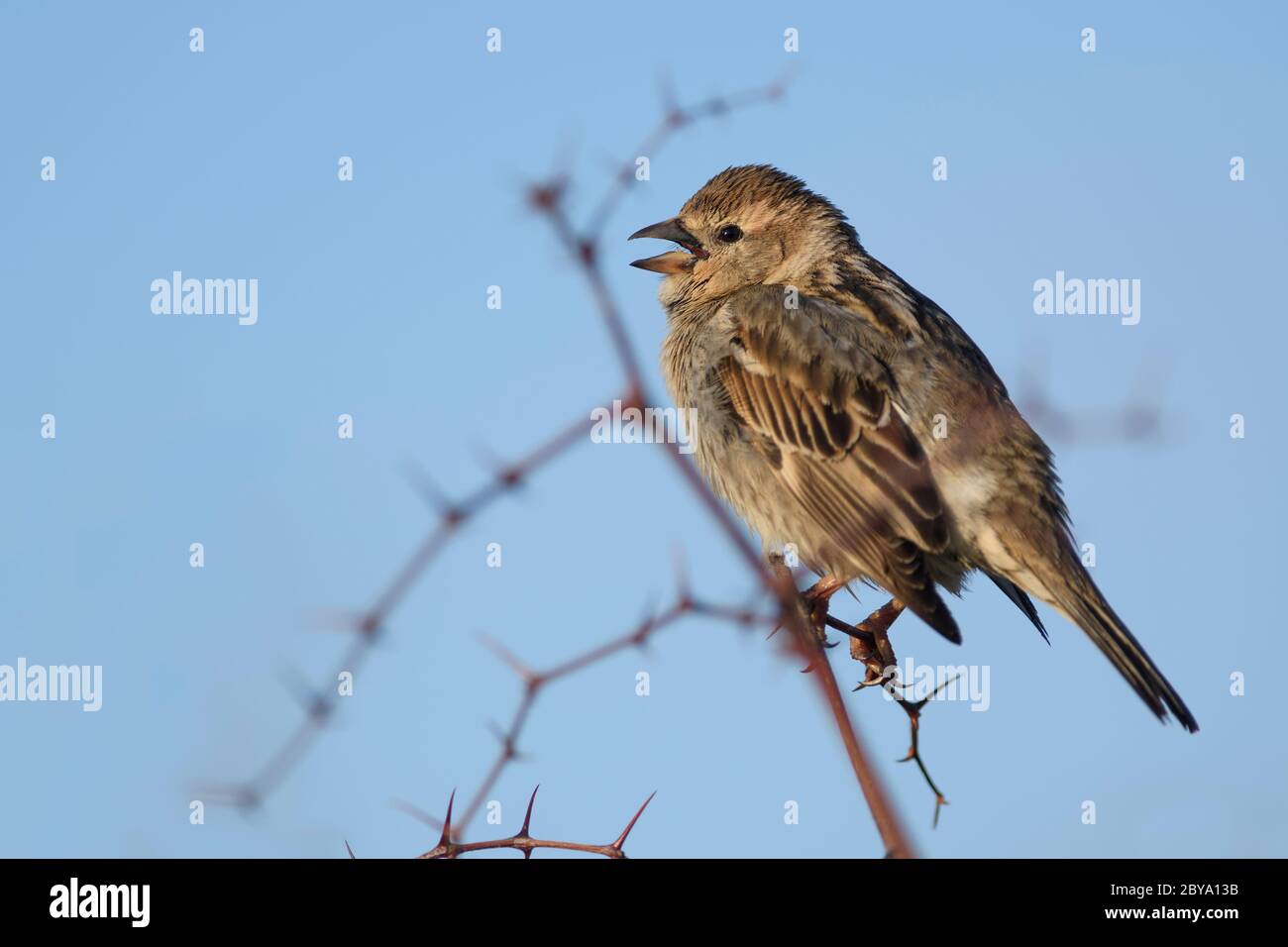 Spanische Sparrow - Passer hispaniolensis, brauner kleiner Barschvogel aus südeuropäischen Büschen und Wiesen, Insel Pag, Kroatien. Stockfoto