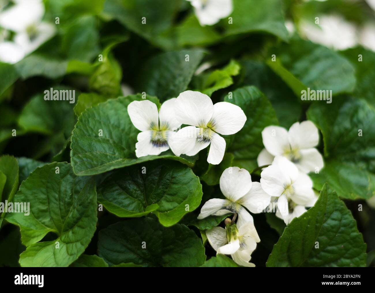 Weiße Blüten von wilden Veilchen Stockfoto