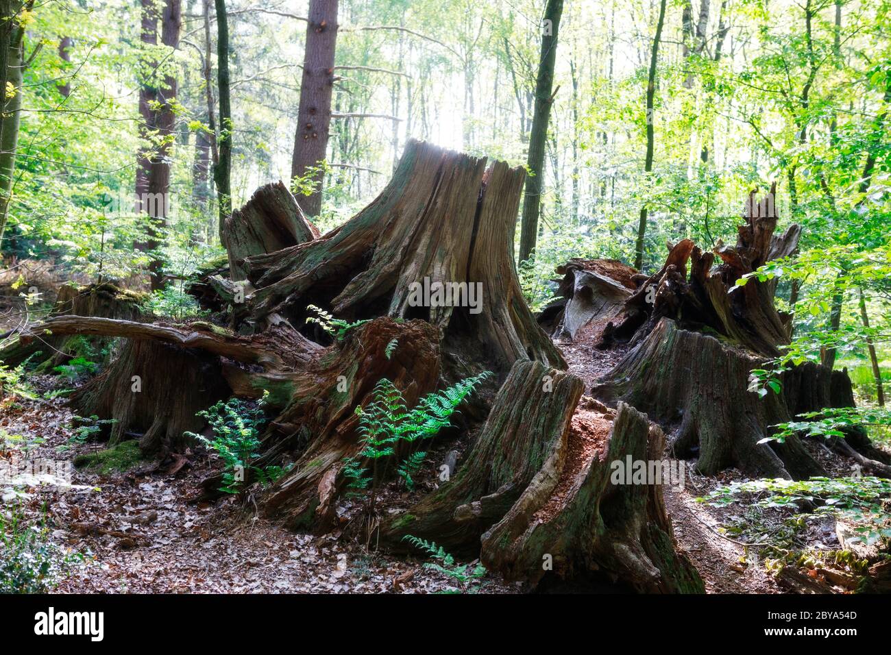 Wenige Baumstümpfe mit Wurzeln alter Bäume im Wald Stockfoto