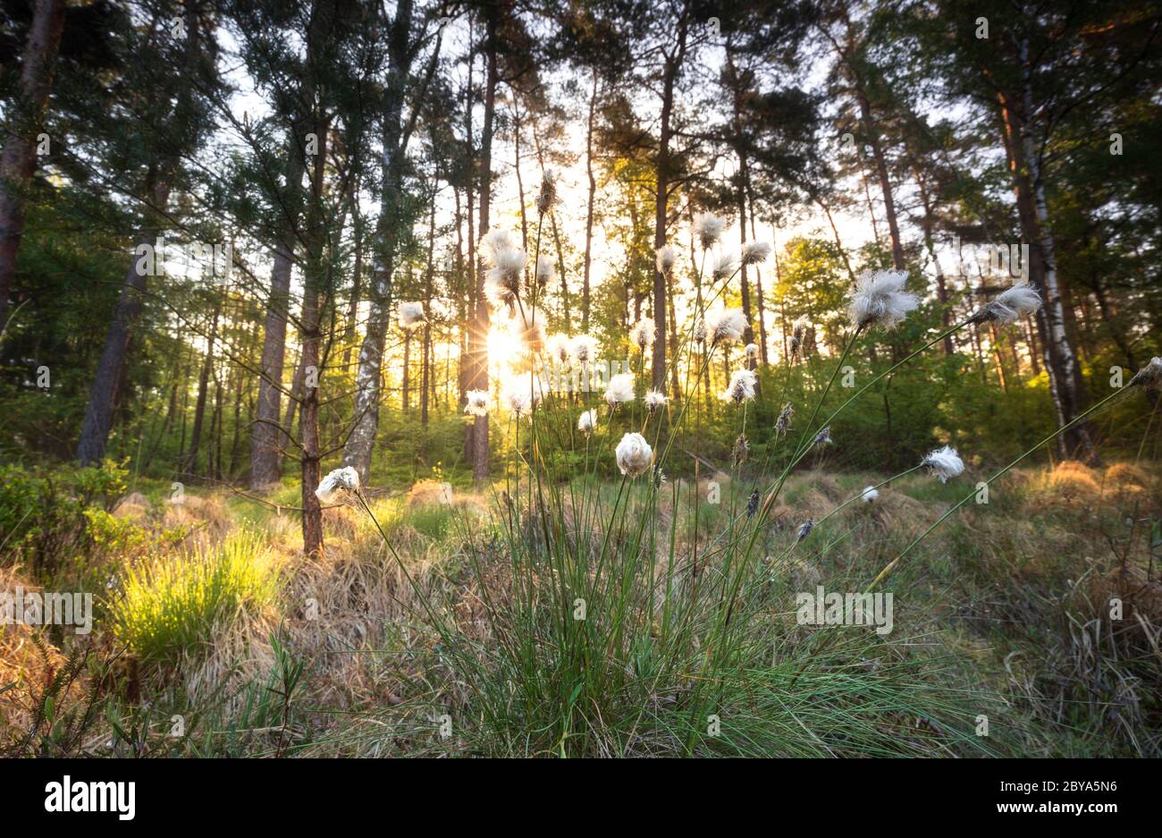 Baumwollgras im Waldsumpf bei Sonnenaufgang im Sommer Stockfoto