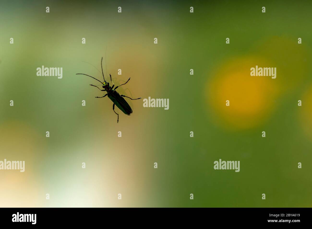 Schwarzer Blattkäfer auf einer verspiegelten Oberfläche mit Bokeh Hintergrund. Feine Details mit schwachen Reflexionen und hellen Farben dahinter. Stockfoto