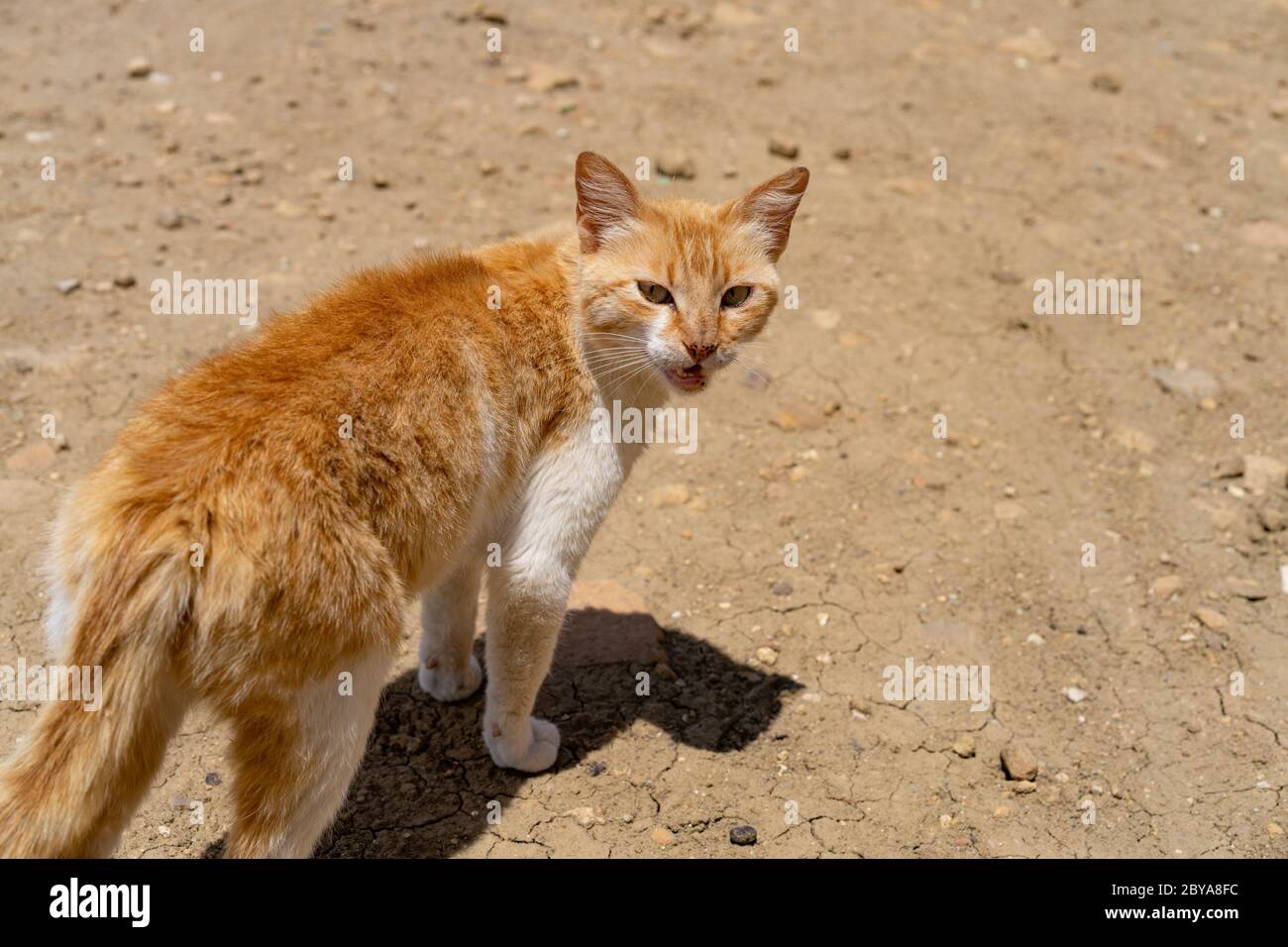 Die Katze von Zriba Stockfoto