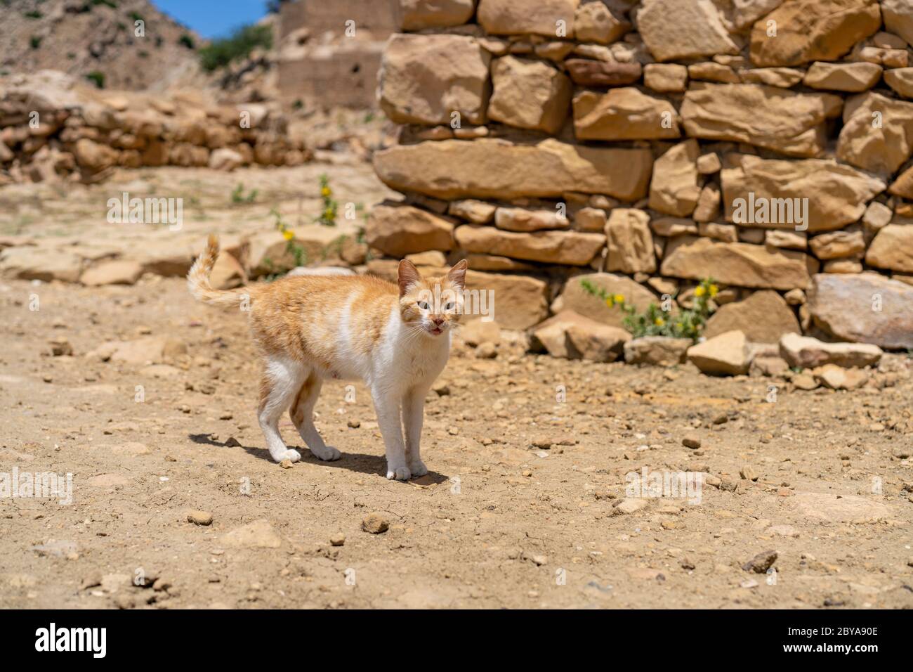 Die Katze von Zriba Stockfoto
