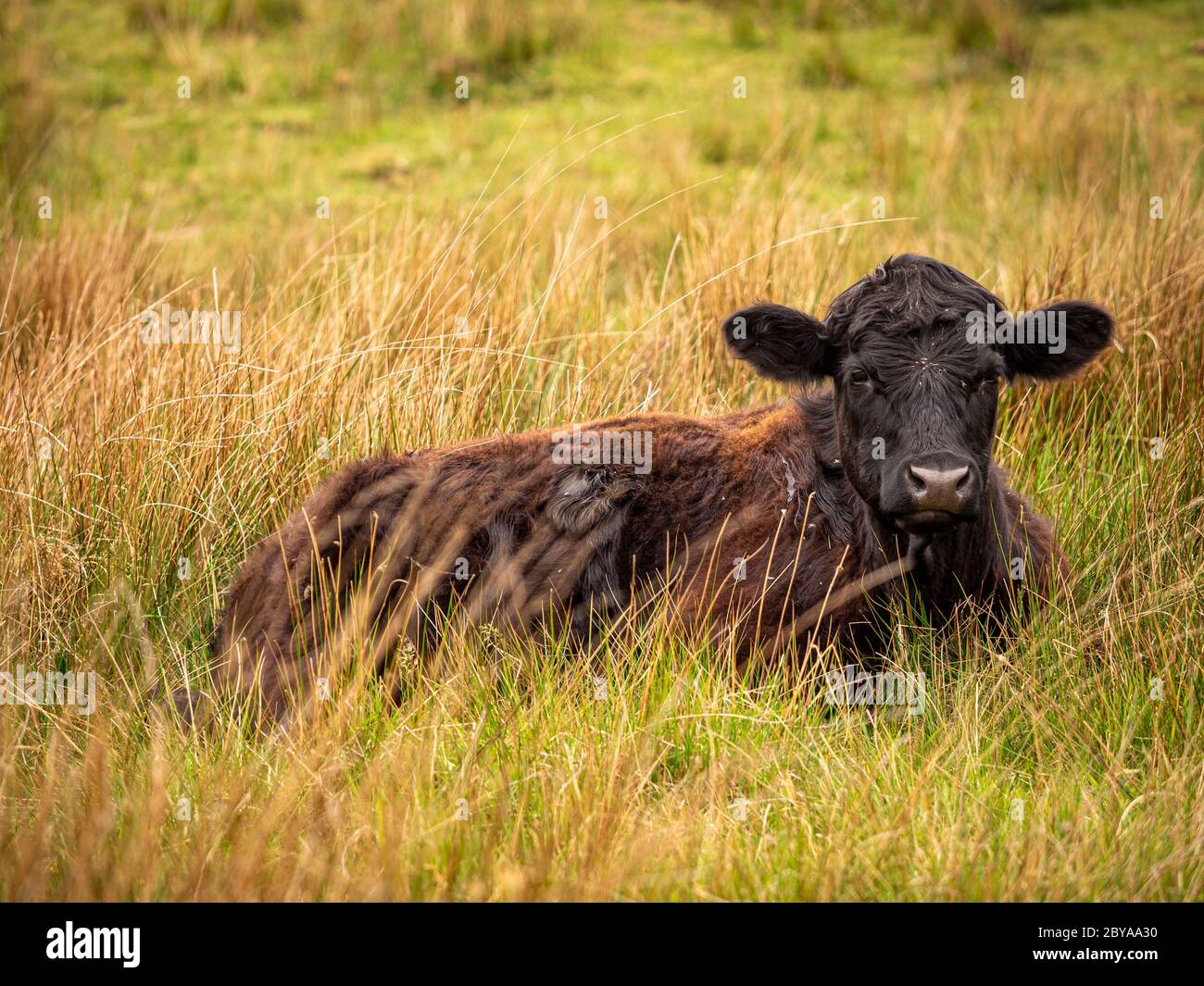 Eine einzelne braune Kalbe, die sich in einem Feld niederlegt und die Kamera anschaut. Lancashire UK. Stockfoto