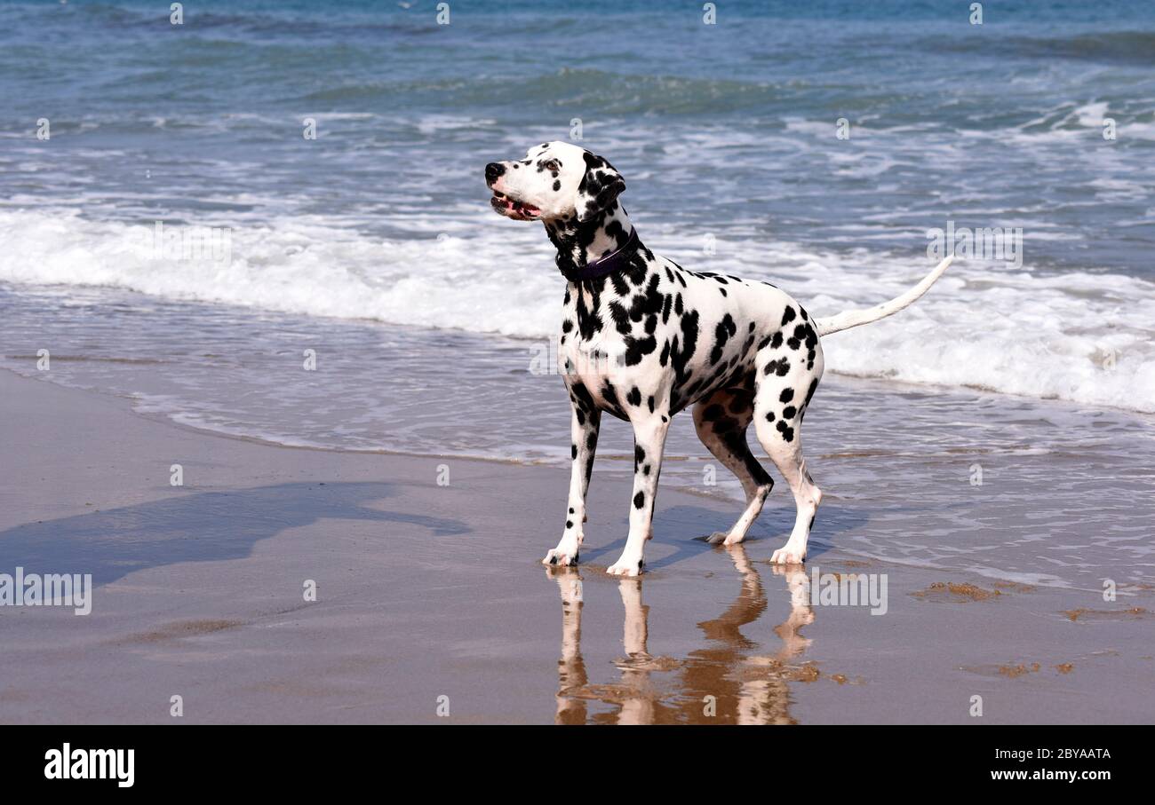 Dalmation spotty Hund laufen, springen und stehen im Meer, Sandstrand, Wellen, England, Großbritannien Stockfoto