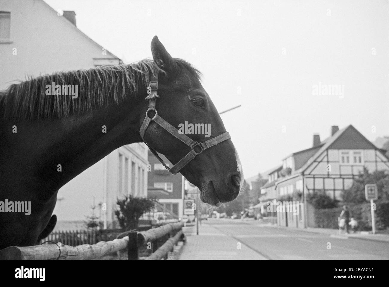 Pferd auf einer Wiese, September 1980, Wenholthausen, Eslohe, Sauerland, Nordrhein-Westfalen, Deutschland Stockfoto