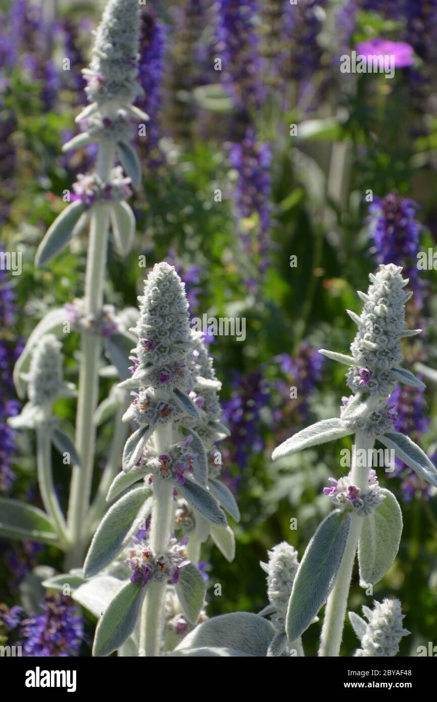 Wollige Heckenblüten oder Lämmohrblüten im juni Stockfoto