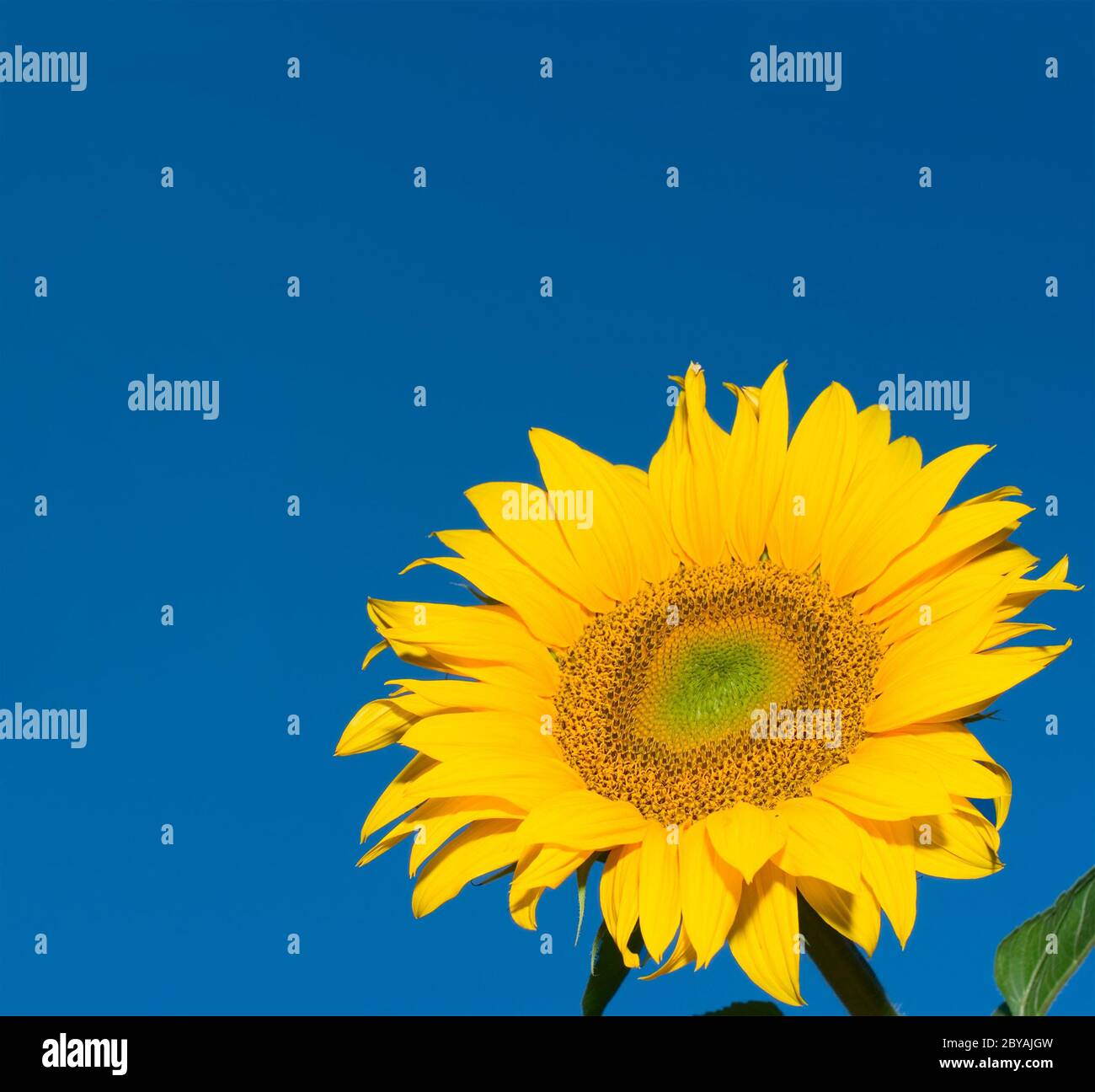 Sonnenblume über tiefblauen Himmel Hintergrund Stockfoto