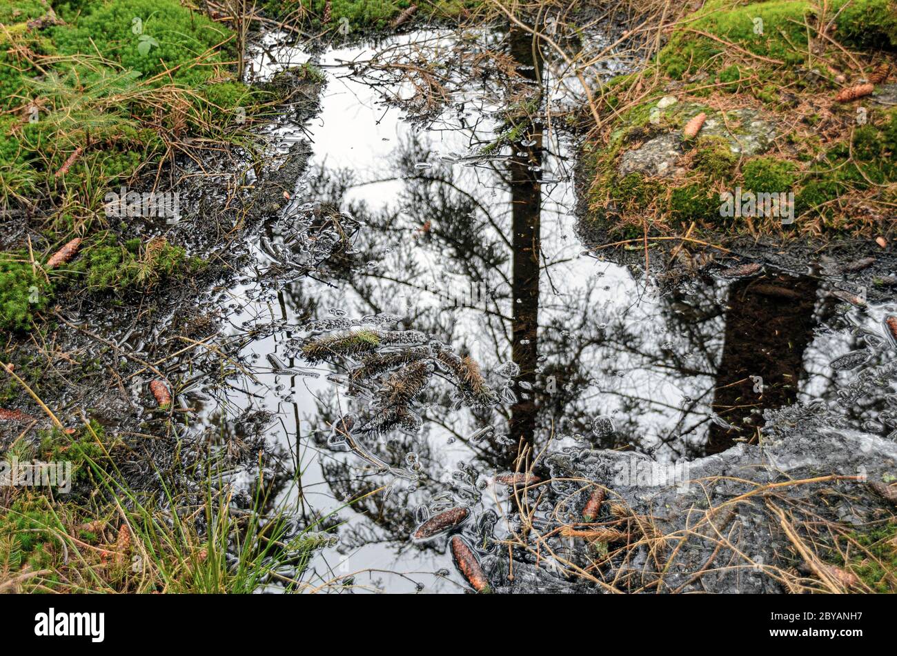 Slough in einem Hochsumpf nahe der Gemeinde Schrems in der Region Waldviertel, Österreich Stockfoto